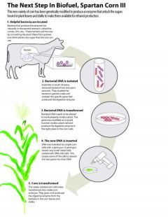 Bacteria en el estómago de las vacas es clave en la producción de Etanol