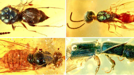 Insectos de hace 99 millones de años conservan todo su color gracias al ámbar