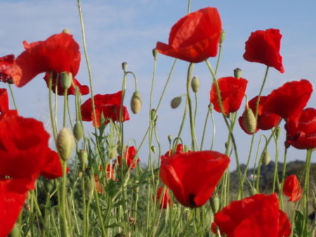Beneficios de las semillas de amapola