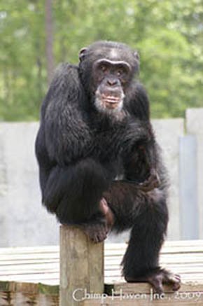 Chimp Heaven y otras curiosas residencias donde los animales viven como reyes