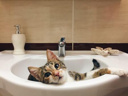 Un gato en un baño