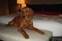 El lujo para las mascotas llegó a algunos hoteles españoles