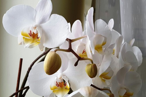 By Adriana Saraceanu