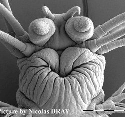 Origen invertebrado de los centros cerebrales secretores de hormonas
