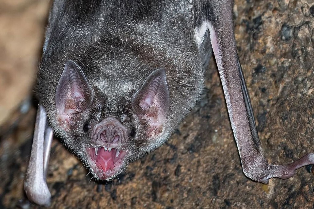 La "enfermedad del ciervo zombi" podría tener un nuevo aliado para esparcirse en México: los murciélagos vampiro 