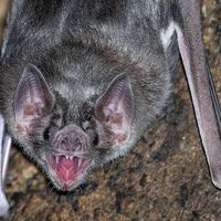 La "enfermedad del ciervo zombi" podría tener un nuevo aliado para esparcirse en México: los murciélagos vampiro 