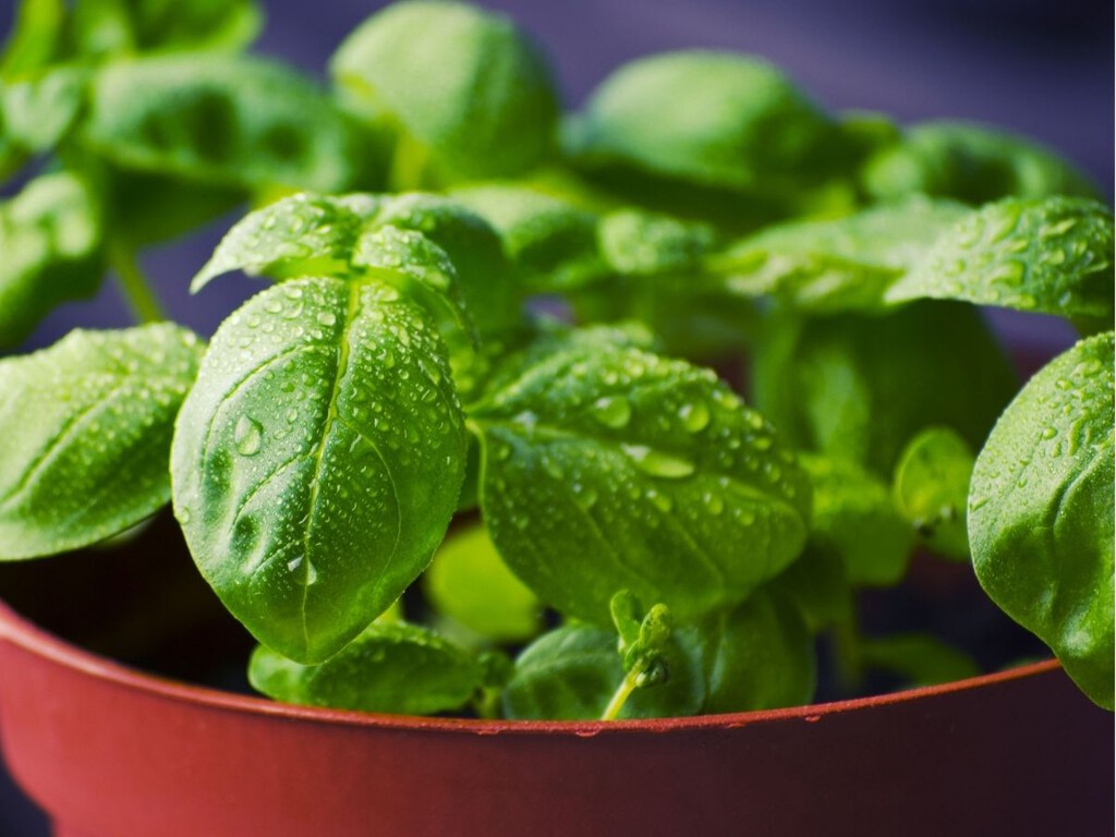 Cómo cosechar la albahaca para que tu planta siga produciendo durante todo el verano