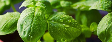 Cómo cosechar la albahaca para que tu planta siga produciendo durante todo el verano 