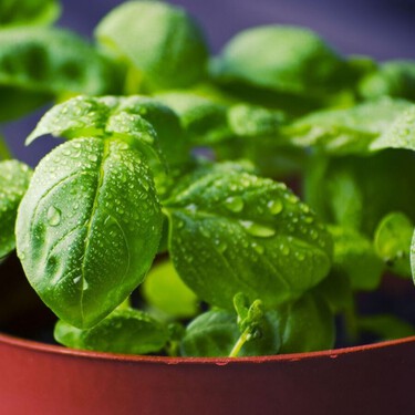 Cómo cosechar la albahaca para que tu planta siga produciendo durante todo el verano 