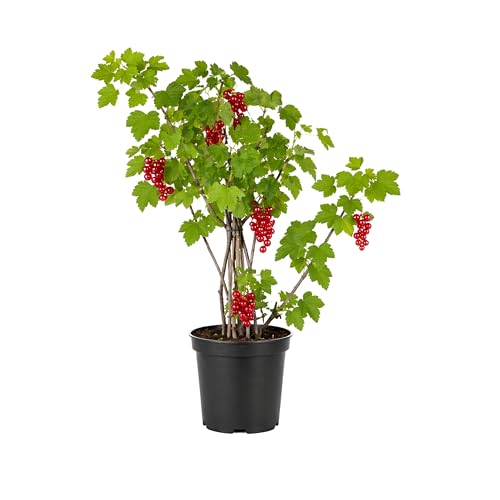 Mysohome - Grosella Roja Planta Natural en Maceta