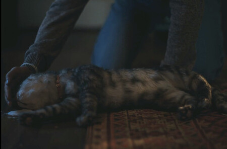 El gato de 'Obsession'