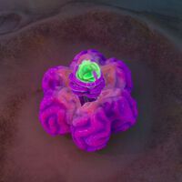 Cómo conseguir Bolsas de Raión Acídico y en Subnautica 2 