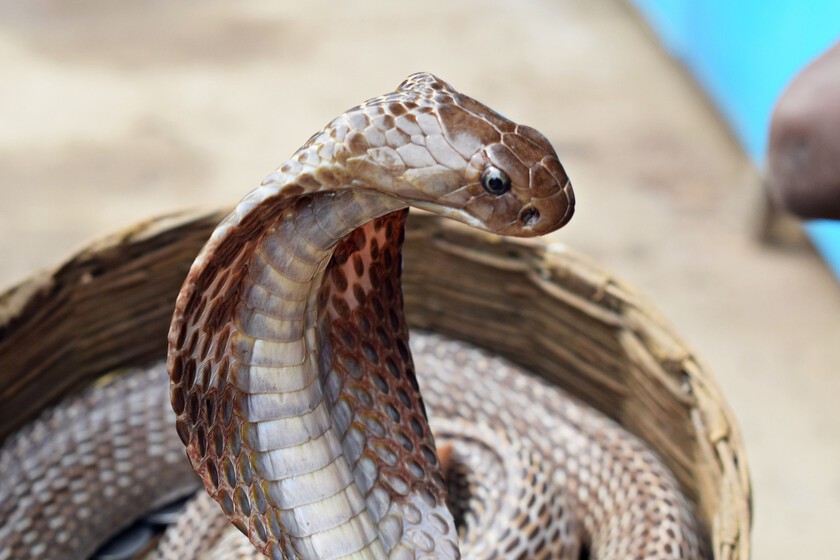 Cobra 4572146 1920