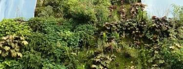 Cómo montar un jardín vertical en tu terraza: trucos y todo lo que necesitas 