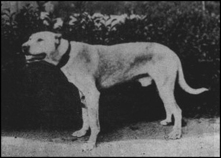 Perro De Pelea Cordobés