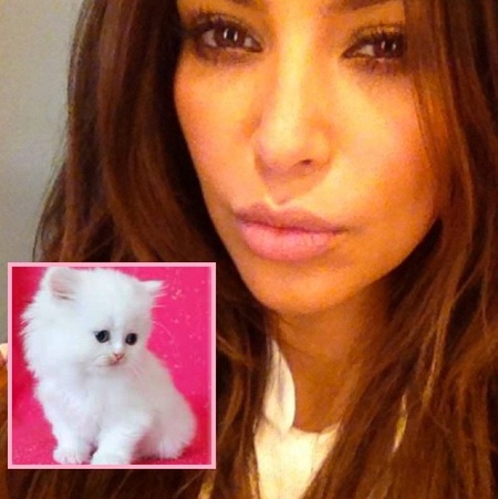 Me pareció ver un lindo gatito... la nueva mascota de Kim Kardashian