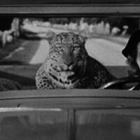 Hoy en TV, una pareja imposible y un tigre sujetavelas en una de las mejores comedias de todos los tiempos