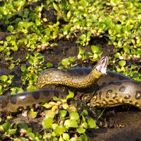 Descoberta nova espécie de cobra gigante letal: cientistas descobrem nova espécie de sucuri-verde gigante na Amazônia