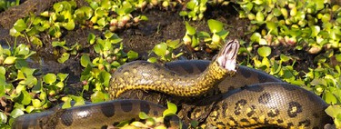 Descoberta nova espécie de cobra gigante letal: cientistas descobrem nova espécie de sucuri-verde gigante na Amazônia