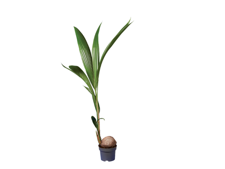 Palmera cocotera