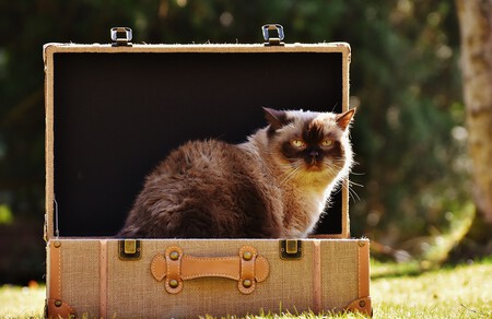 Un gato dentro de una maleta de picnic