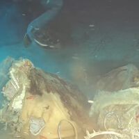 Cientistas lançaram uma vaca nas profundezas do mar da China e descobriram oito convidados inesperados no banquete 