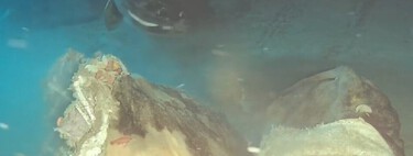Cientistas lançaram uma vaca nas profundezas do mar da China e descobriram oito convidados inesperados no banquete 