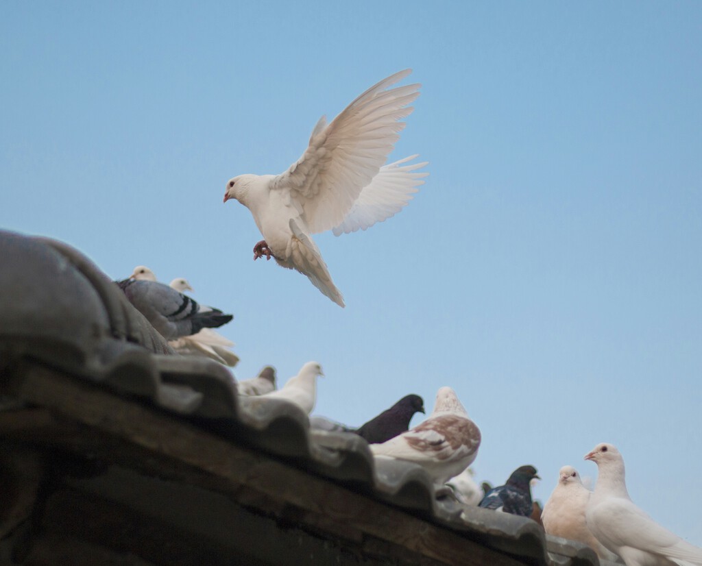 Cómo echar a las palomas de tu balcón: los mejores trucos para conseguirlo de manera rápida y sencilla