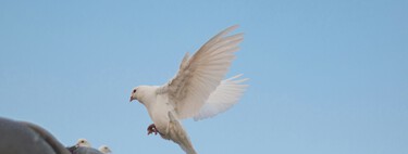 Adiós a las palomas del balcón: los mejores trucos para ahuyentarlas de manera rápida y sencilla