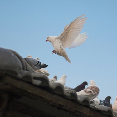 Adiós a las palomas del balcón: los mejores trucos para ahuyentarlas de manera rápida y sencilla