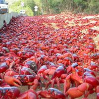 Na Ilha do Natal, vivem 1.500 pessoas e 120 milhões de caranguejos; para o Google, é o local ideal para instalar um cabo submarino 