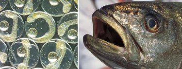 Criar lubinas en la Luna: la rocambolesca idea que está dando de comer a una piscifactoría en un pueblo de Francia