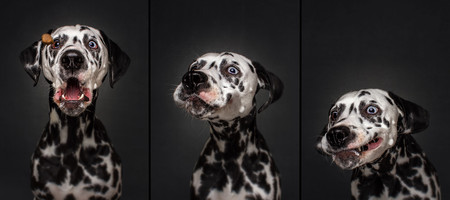 ‘Dogs Catching Treats’, las fotos de perros más divertidas que hayas visto las hace el fotógrafo Christian Vieler