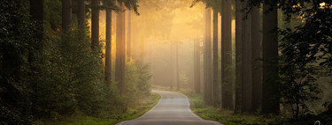 La magia y el misterio en las evocadoras fotografías de bosques de Martin Podt