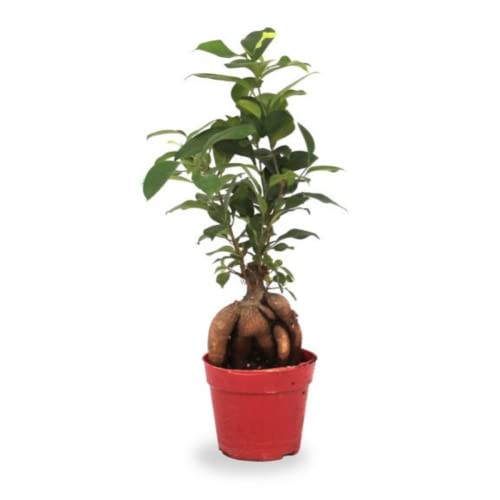 Verdecora Bonsai Ficus Microcarpa Ginseng