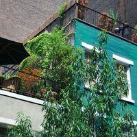Aldi lanza mañana, miércoles 10 de junio, la planta tropical que el año pasado cubrió de verde mi terraza sin esfuerzo