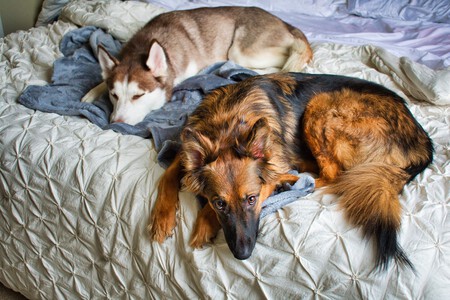 Perros Familia Tenencia Responsable Ley Espana