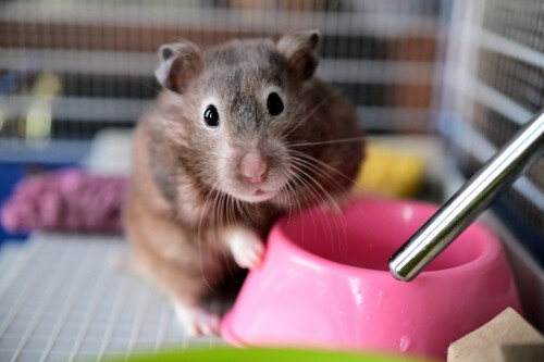 Hamster | Fonte: Getty Images