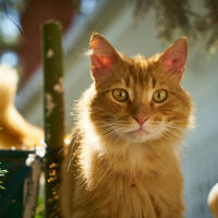 ¿Por qué los gatos siempre encuentran el camino de vuelta a casa? La ciencia tiene una explicación 