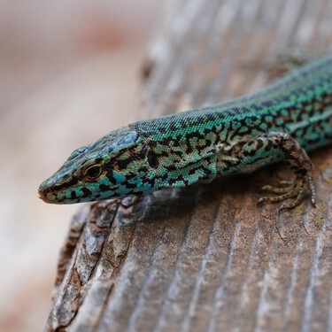 La gentrificación llega a las lagartijas de Baleares. Tienen que irse de Ibiza por culpa de los ricos y sus caprichos