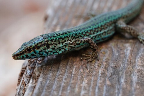 Lagartijas Ibiza Baleares Extincion