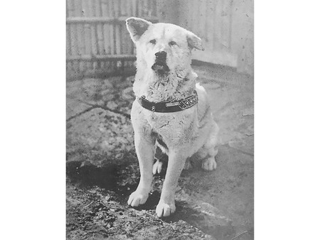 Hachiko Original