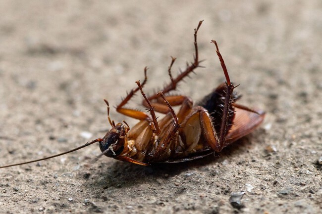 Cucaracha Muerta