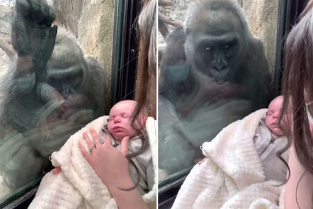 El vídeo viral que muestra el emotivo gesto de una mamá gorila al ver un bebé a través del cristal del zoo
