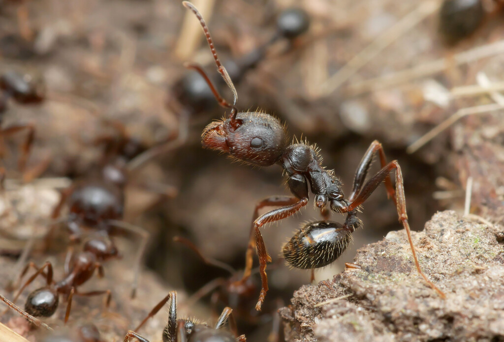 Las hormigas españolas están usando otras especies como "ganado sexual" para expandirse por Europa. Y les está funcionando 