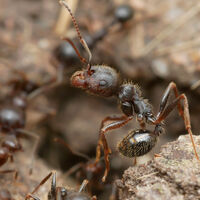 Las hormigas españolas están usando otras especies como "ganado sexual" para expandirse por Europa. Y les está funcionando 