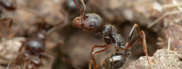 There is a subspecies of "spanish ant" and is sexually subjugating the rest of Europe to expand
