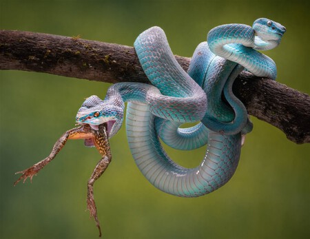 Esta espectacular foto nos muestra lo que parece una serpiente de dos cabezas engullendo una rana