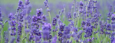 El viernes 6 de marzo llegará a Lidl esta colorida maceta que repele los mosquitos y además, decora