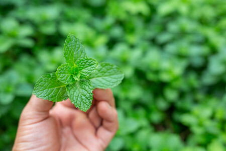 menta